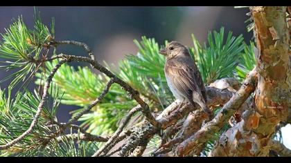 Common Rosefinch