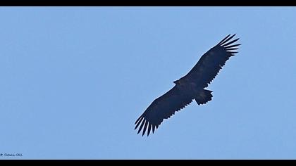 Cinereous Vulture
