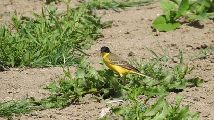Western Yellow Wagtail