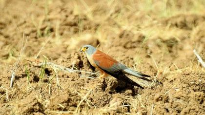 Lesser Kestrel