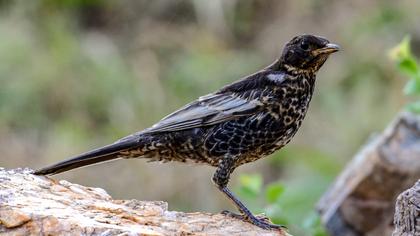 Ring Ouzel