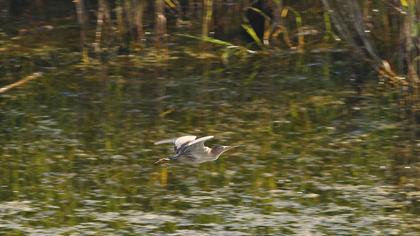 Little Bittern