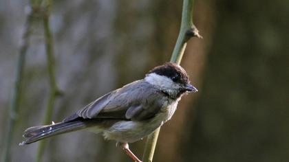 Marsh Tit
