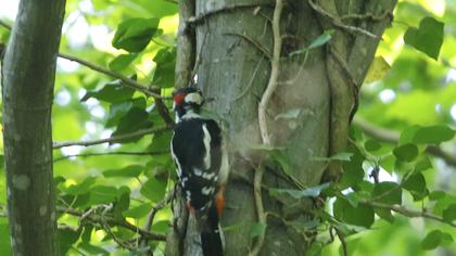 Great Spotted Woodpecker