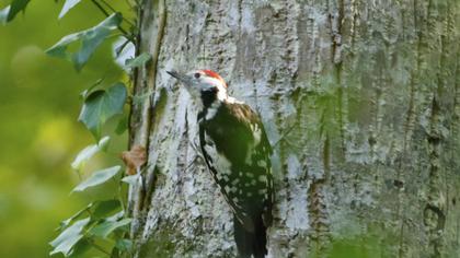 Middle Spotted Woodpecker