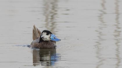 White-headed Duck