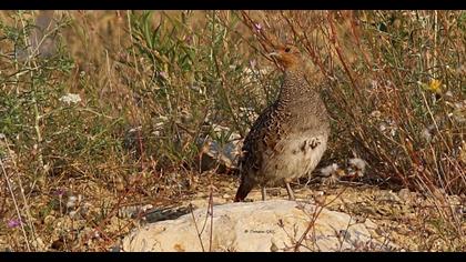 Grey Partridge