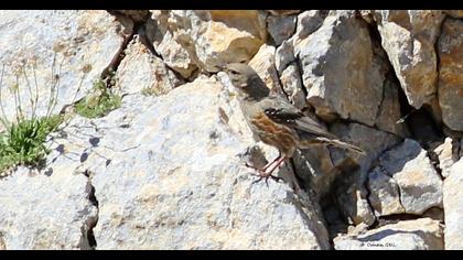 Alpine Accentor