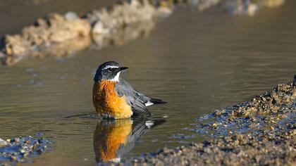 White-throated Robin