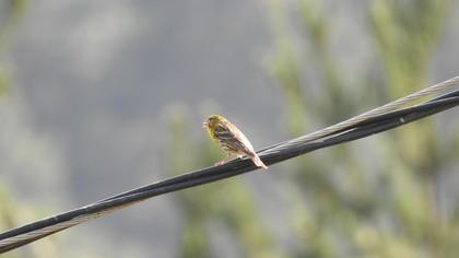 European Serin