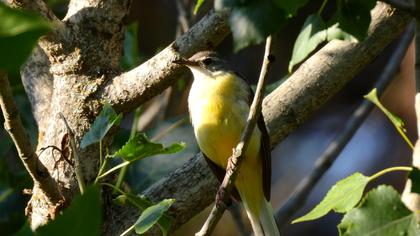 Grey Wagtail