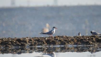 Common Tern