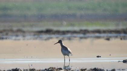 Common Redshank