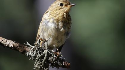 European Robin