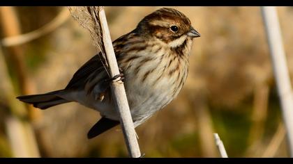 Common Reed Bunting