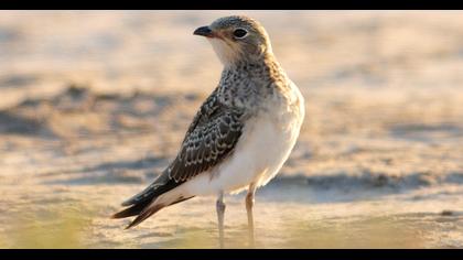 Collared Pratincole
