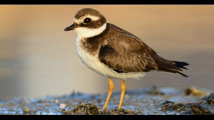 Common Ringed Plover
