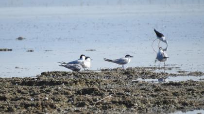 Gull-billed Tern