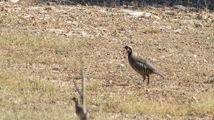 Chukar Partridge