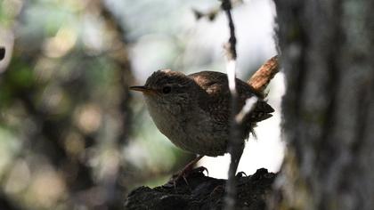 Eurasian Wren