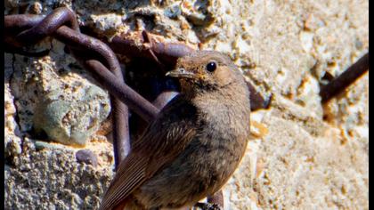 Black Redstart