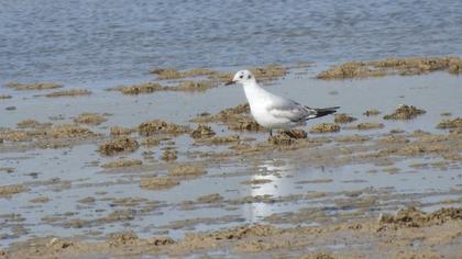 Black-headed Gull