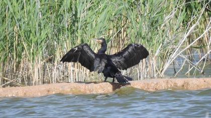 Great Cormorant
