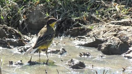 Western Yellow Wagtail