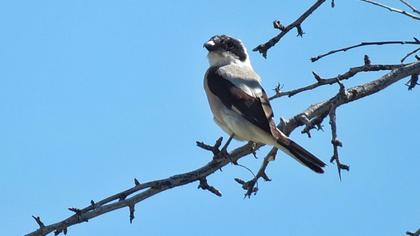 Lesser Grey Shrike