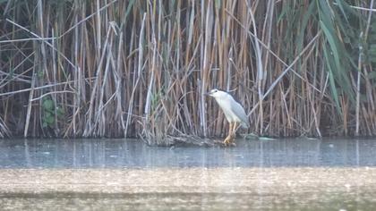 Black-crowned Night Heron