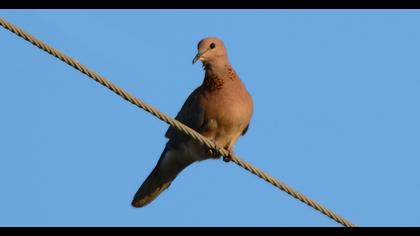 Laughing Dove
