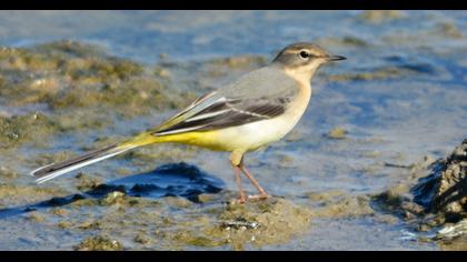 Grey Wagtail