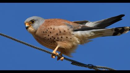 Lesser Kestrel