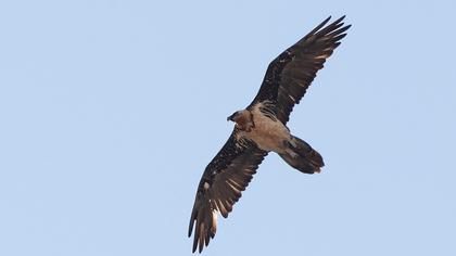 Bearded Vulture