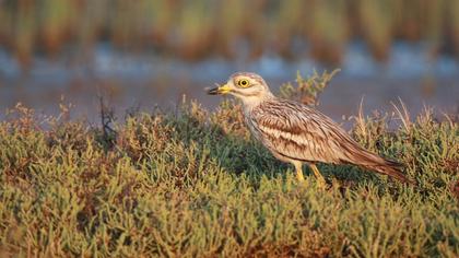 Eurasian Stone-curlew