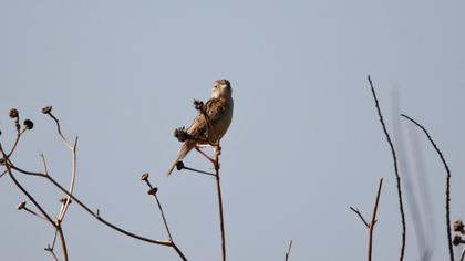 Zitting Cisticola