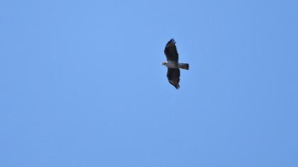 Bonelli`s Eagle
