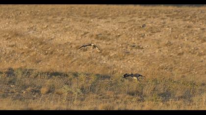 Eurasian Stone-curlew