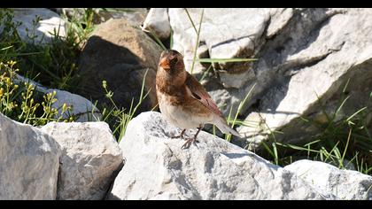 Eurasian Crimson-winged Finch