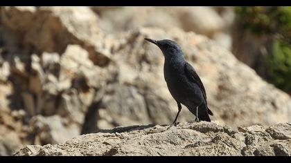 Blue Rock Thrush