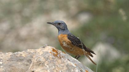 Common Rock Thrush