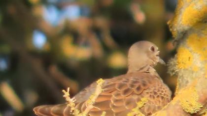 European Turtle Dove