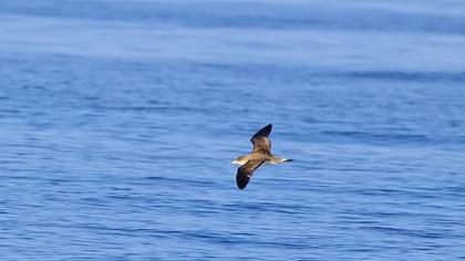 Scopoli`s Shearwater