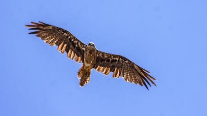 Black Kite