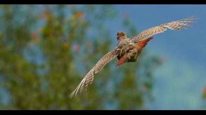 Grey Partridge