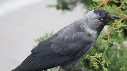 Western Jackdaw