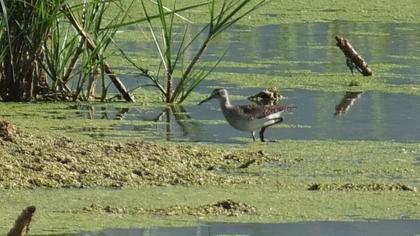 Wood Sandpiper