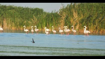 Greater Flamingo
