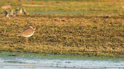 Little Ringed Plover