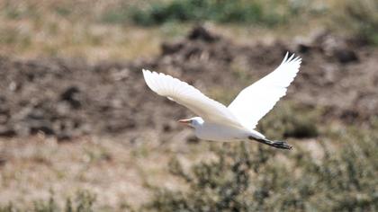 Western Cattle Egret